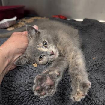 Kanga -  Domestic Short Hair Cat for Adoption in Potomac, Maryland - Kanga | PetCurious