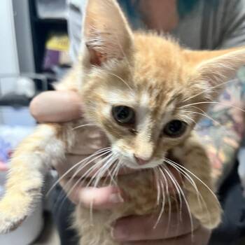 Pepperjack -  Domestic Short Hair Cat for Adoption in Sioux Falls, South Dakota - Pepperjack | PetCurious