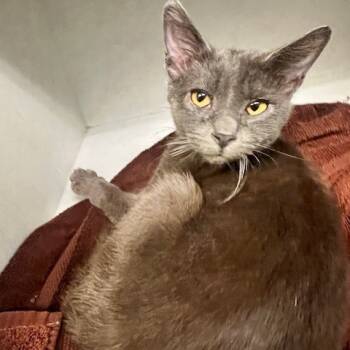 Rescue Domestic Short Hair Cats for Adoption in Dayton, Ohio - Froggy | PetCurious