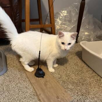 Domestic Medium Hair Cats Available for Adoption - Eira | PetCurious