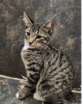 Milo -  Domestic Short Hair Cat for Adoption in North Babylon, New York - Milo | PetCurious