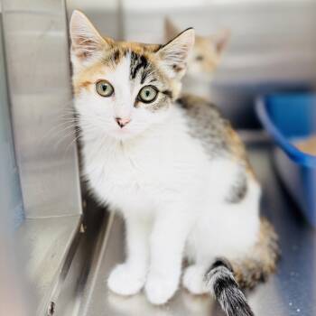 Pistachio -  Domestic Short Hair Cat for Adoption in Oakland, California - Pistachio | PetCurious