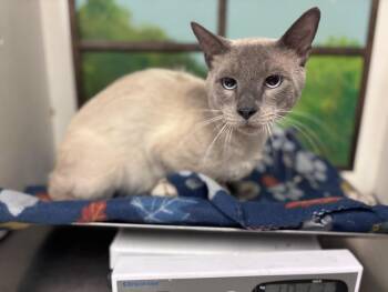 SILAS -  Domestic Short Hair Cat for Adoption in Houston, Texas - SILAS | PetCurious
