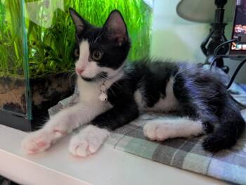 DUKE -  Domestic Short Hair Cat for Adoption in Burbank, California - DUKE | PetCurious