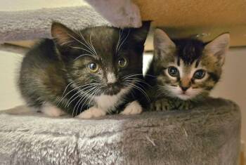 Robin -  Domestic Short Hair Cat for Adoption in Vancouver, Washington - Robin | PetCurious