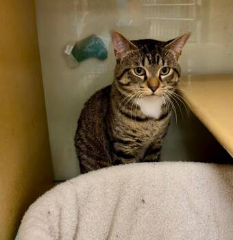 Langston -  Domestic Short Hair Cat for Adoption in Fort Lupton, Colorado - Langston | PetCurious