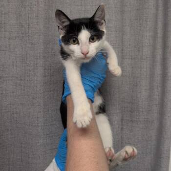 Granola -  Domestic Short Hair Cat for Adoption in Hattiesburg, Mississippi - Granola | PetCurious