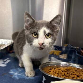 Rescue Domestic Short Hair Cats for Adoption in Parkersburg, West Virginia - Dixon | PetCurious