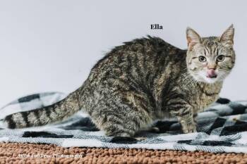 Ella -  Domestic Short Hair and Tabby Cat for Adoption in Morehead, Kentucky - Ella | PetCurious