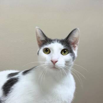 Mailbox -  Domestic Short Hair Cat for Adoption in State College, Pennsylvania - Mailbox | PetCurious