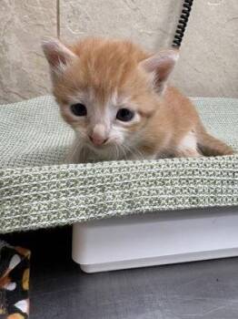 Sasha -  Domestic Short Hair Cat for Adoption in Honolulu, Hawaii - Sasha | PetCurious
