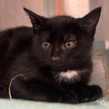 Domestic Short Hair Cats Available for Adoption in Washington, District Of Columbia - Swatch | PetCurious