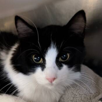 Rescue Domestic Short Hair and Manx Cats for Adoption in Spokane, Washington - Kina | PetCurious