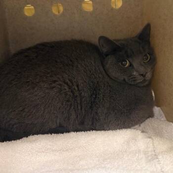 Domestic Short Hair Cats Available for Adoption - Mickey | PetCurious