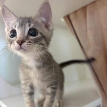 Anna -  Domestic Short Hair Cat for Adoption in Phoenix, Arizona - Anna | PetCurious