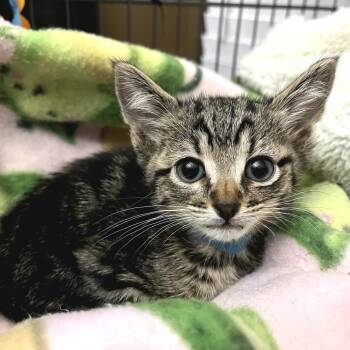 Domestic Short Hair Cats Available for Adoption in Fort Worth, Texas - Percy Lt Blue | PetCurious