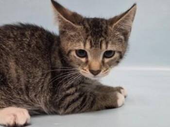 Pint -  Domestic Short Hair Cat for Adoption in Woodbury, Minnesota - Pint | PetCurious