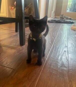 Evan (Yellow collar) -  Domestic Short Hair Cat Available for Adoption in Dayton, Minnesota - Evan (Yellow Collar) | PetCurious