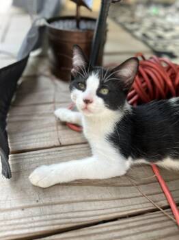 CL - Charlie -  Domestic Short Hair Cat for Adoption in Dawson, Georgia - CL - Charlie | PetCurious