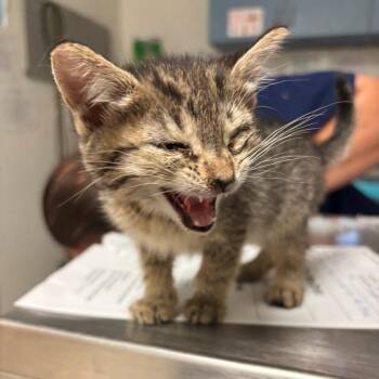 Frisky -  Domestic Short Hair Cat for Adoption in Charleston, West Virginia - Frisky | PetCurious