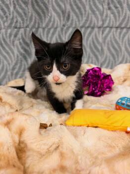 Madalyn -  Domestic Short Hair Cat for Adoption in Mechanicsburg, Pennsylvania - Madalyn | PetCurious
