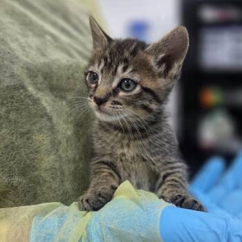 Starbucks -  Domestic Short Hair Cat for Adoption in Incline Village, Nevada - Starbucks | PetCurious