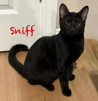 Rescue Domestic Short Hair Cats for Adoption in Pawleys Island, South Carolina - Sniff | PetCurious