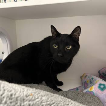 Domestic Short Hair Cats Available for Adoption in La Grange Park, Illinois - Creeper | PetCurious