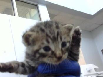 Domestic Medium Hair Cats Available for Adoption in Dallas, Texas - EGYPT | PetCurious