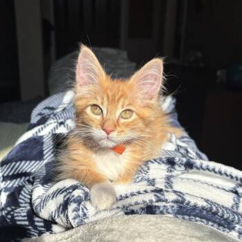 Gretchen -  Domestic Medium Hair Cat for Adoption in Las Vegas, Nevada - Gretchen | PetCurious