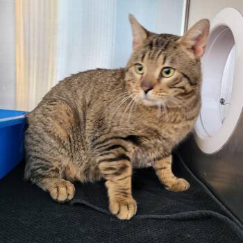 Domestic Short Hair Cats Available for Adoption - Spice | PetCurious