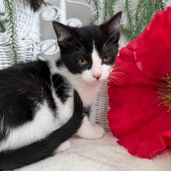 Domestic Short Hair Cats Available for Adoption in Eaton Rapids, Michigan - Rami Joe 56083 | PetCurious