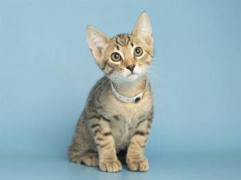 SMITHERS -  Domestic Short Hair Cat Available for Adoption in Phoenix, Arizona - SMITHERS | PetCurious