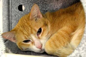 Domestic Short Hair Cats Available for Adoption - SIMONE | PetCurious