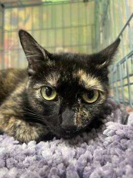 Mallory -  Domestic Short Hair Cat for Adoption in Gainesville, Florida - Mallory | PetCurious