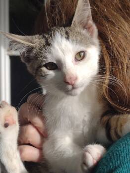 Tiny Tim -  Domestic Short Hair Cat for Adoption in Millerton, Pennsylvania - Tiny Tim | PetCurious