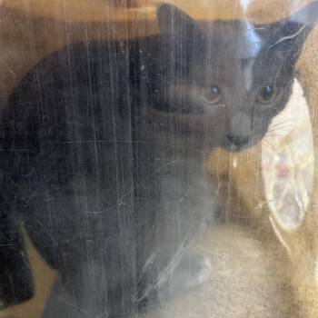 Smokey -  Domestic Short Hair Cat for Adoption in Philadelphia, Pennsylvania - Smokey | PetCurious