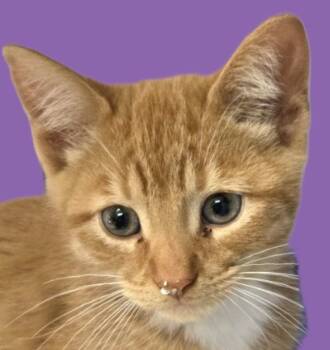 Rescue Tabby Cats for Adoption in Savannah, Georgia - Pine | PetCurious