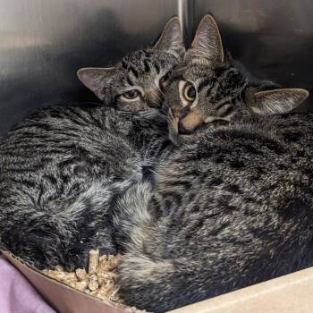 KS -  Domestic Short Hair Cat for Adoption in Philadelphia, Pennsylvania - KS | PetCurious