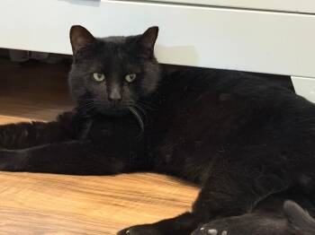 Domestic Short Hair Cats Available for Adoption - George | PetCurious