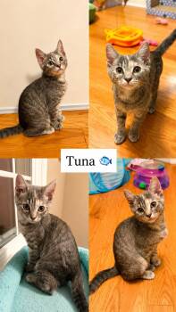 Tuna (FCID# 06/16/2026 - 41) -  Tabby Cat for Adoption in Greenville, Delaware - Tuna (FCID# 06/16/2026 - 41) | PetCurious