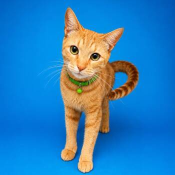 Knight -  Domestic Short Hair Cat for Adoption in Binghamton, New York - Knight | PetCurious