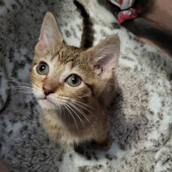 Shrinky Dink -  American Shorthair Cat for Adoption in Milwaukee, Wisconsin - Shrinky Dink | PetCurious