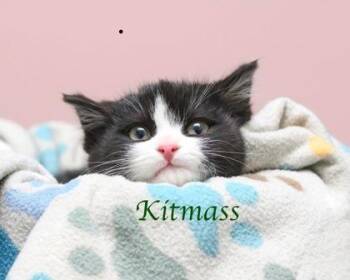 Domestic Short Hair Cats Available for Adoption - Kitmass | PetCurious