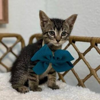 Tabby and Domestic Short Hair Cats Available for Adoption - Deacon Blue | PetCurious