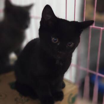 Tonya -  Domestic Short Hair Cat Available for Adoption in Priest River, Idaho - Tonya | PetCurious