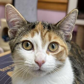 Leilani -  Domestic Short Hair Cat for Adoption in Crystal Lake, Illinois - Leilani | PetCurious