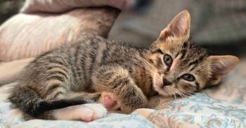Salvador -  Domestic Short Hair Cat for Adoption in Lemoyne, Pennsylvania - Salvador | PetCurious