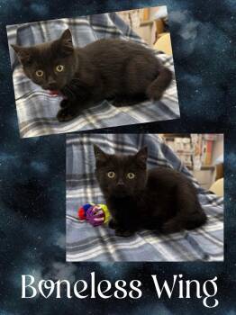 Rescue Domestic Short Hair Cats for Adoption in Howes Cave, New York - Boneless Wing | PetCurious