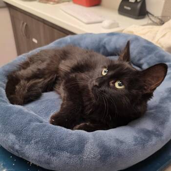 Elvira -  Domestic Medium Hair Cat for Adoption in Maple Shade, New Jersey - Elvira | PetCurious
